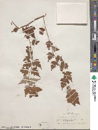 Spiraea incisa image