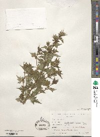 Spiraea incisa image