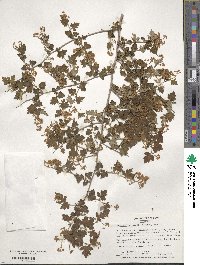 Spiraea incisa image