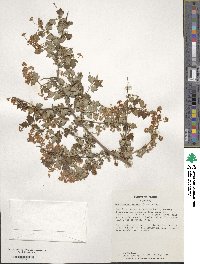 Spiraea incisa image