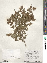 Spiraea incisa image