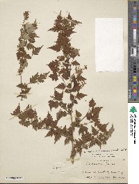 Spiraea incisa image