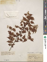 Spiraea incisa image