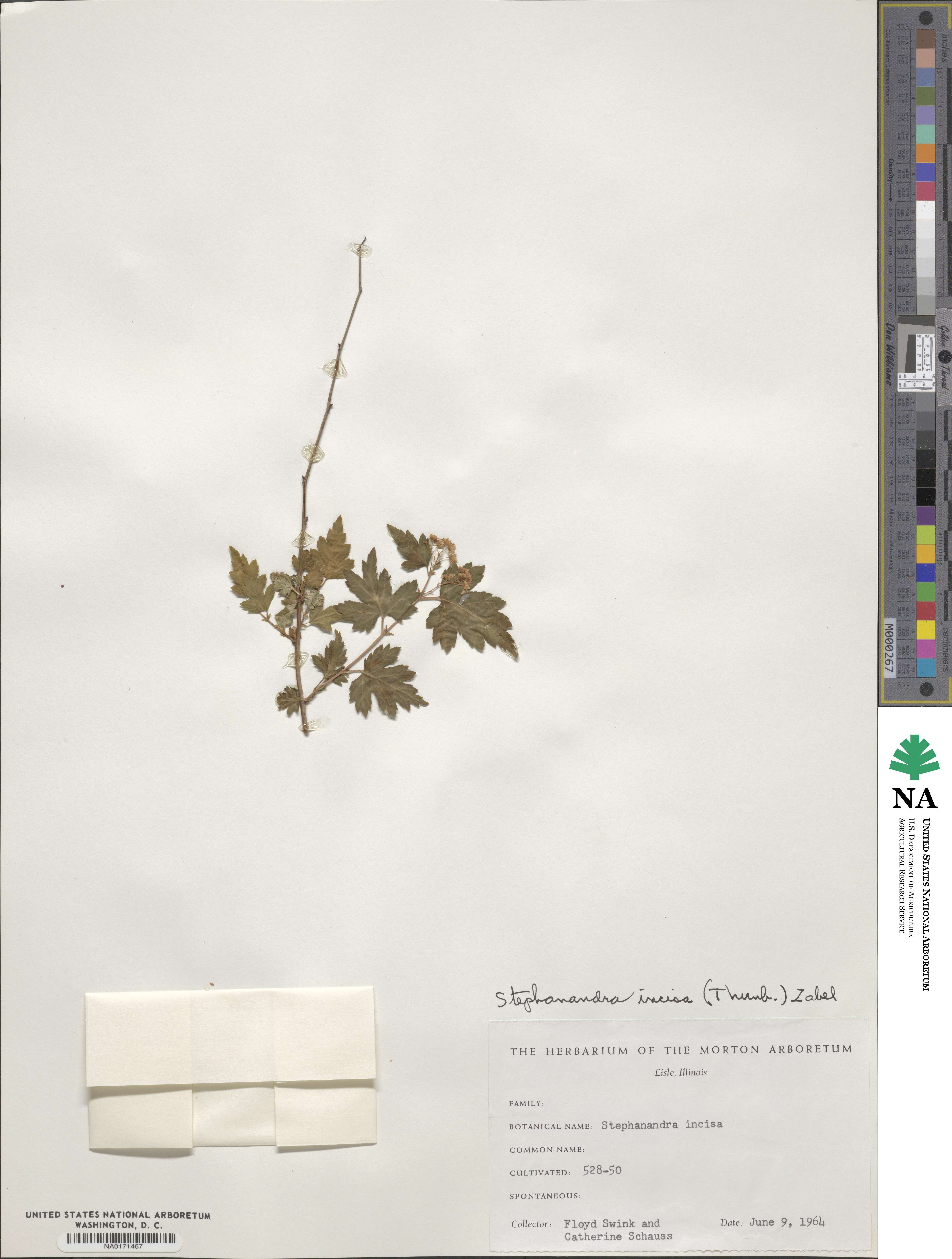 Spiraea incisa image