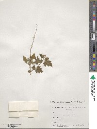 Spiraea incisa image