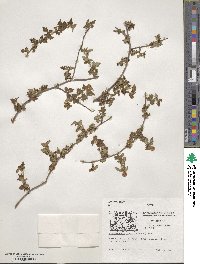 Spiraea incisa image