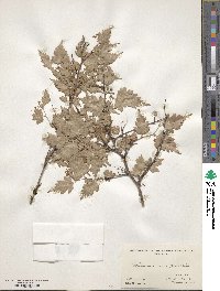 Spiraea incisa image