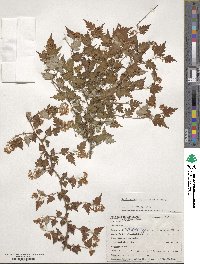 Spiraea incisa image