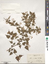 Spiraea incisa image