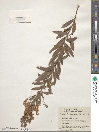 Spiraea alba image