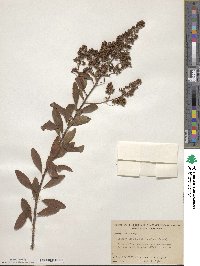 Spiraea alba image