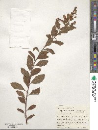 Spiraea alba image