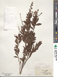 Spiraea alba image