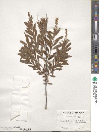 Spiraea alba image