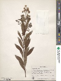 Spiraea alba image