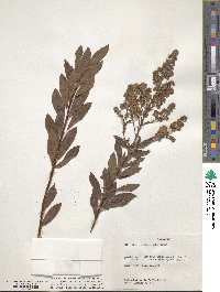 Spiraea alba image