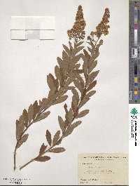 Spiraea alba image