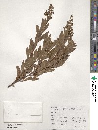 Spiraea alba image