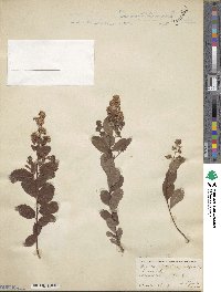 Spiraea alba image