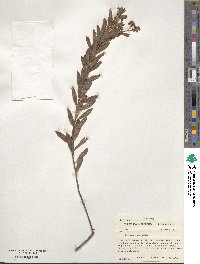 Spiraea alba image