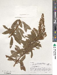 Spiraea alba image