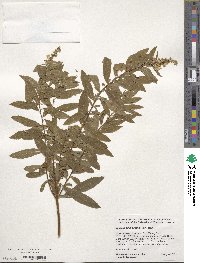 Spiraea alba image