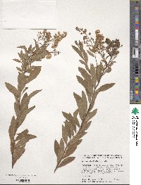 Spiraea alba image