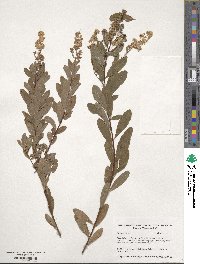 Spiraea alba image