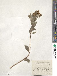 Spiraea alba image