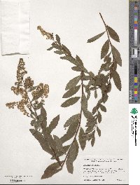 Spiraea alba image