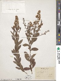 Spiraea alba image