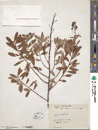 Spiraea alba image