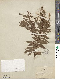 Spiraea alba image