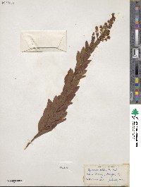 Spiraea alba image