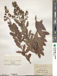 Spiraea alba image