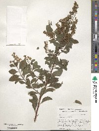 Spiraea alba image