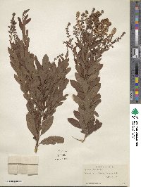 Spiraea alba image