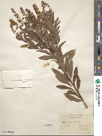 Spiraea alba image