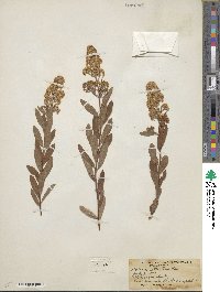 Spiraea alba image