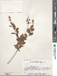 Spiraea alba image