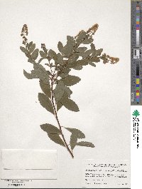 Spiraea alba image