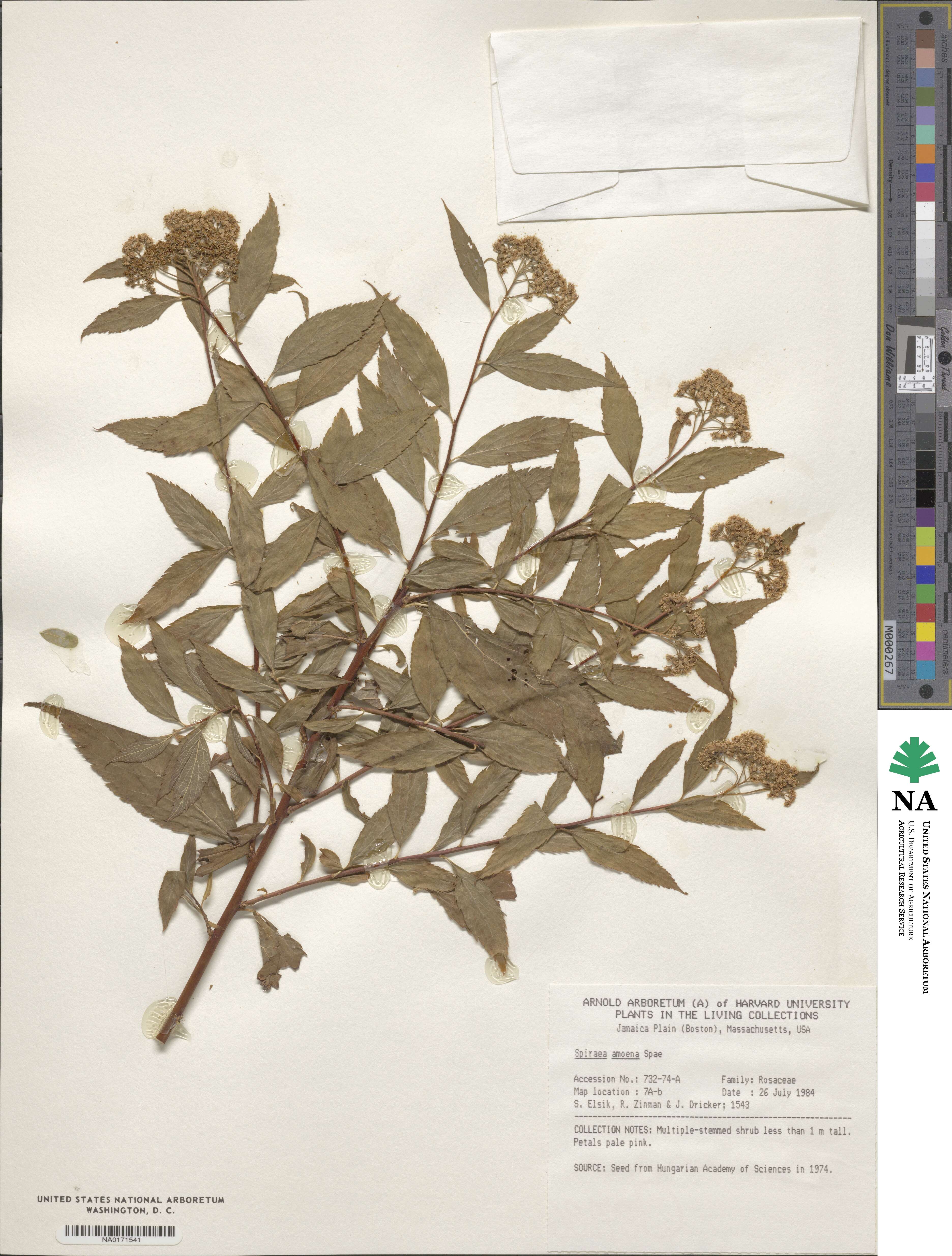 Spiraea amoena image