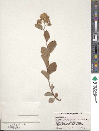 Spiraea betulifolia image