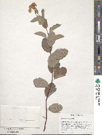 Spiraea betulifolia image