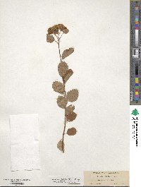 Spiraea betulifolia image