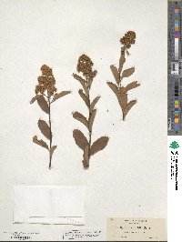 Spiraea betulifolia image