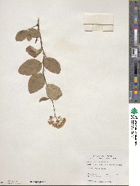 Spiraea betulifolia image