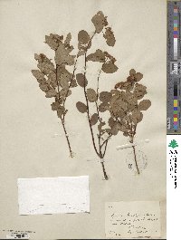 Spiraea betulifolia image