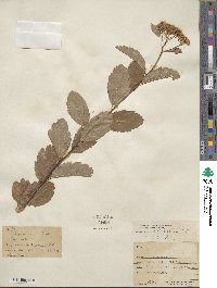 Spiraea betulifolia image