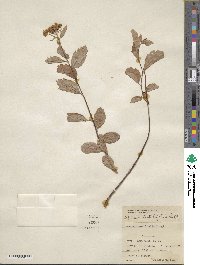 Spiraea betulifolia image